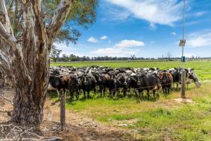 Real Estate Photos - Captured at Quality Ridge Dairy, Girgarre VIC Australia.