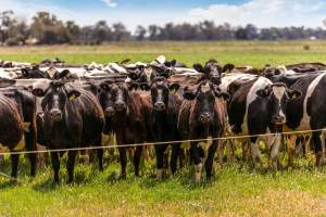 Real Estate Photos - Captured at Quality Ridge Dairy, Girgarre VIC Australia.
