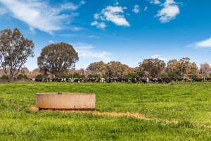 Real Estate Photos - Captured at Quality Ridge Dairy, Girgarre VIC Australia.