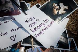 Game Meats Company Vigil 2026 - Images taken at vigil outside Game Meats Company slaughterhouse in February 2026.
 - Captured at Game Meats Company Slaughterhouse, Eurobin VIC Australia.