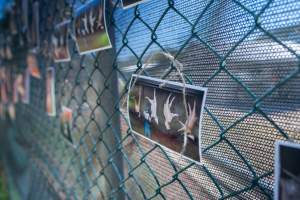 Game Meats Company Vigil 2026 - Images taken at vigil outside Game Meats Company slaughterhouse in February 2026.
 - Captured at Game Meats Company Slaughterhouse, Eurobin VIC Australia.