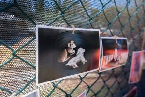 Game Meats Company Vigil 2026 - Images taken at vigil outside Game Meats Company slaughterhouse in February 2026.
 - Captured at Game Meats Company Slaughterhouse, Eurobin VIC Australia.