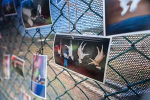 Game Meats Company Vigil 2026 - Images taken at vigil outside Game Meats Company slaughterhouse in February 2026.
 - Captured at Game Meats Company Slaughterhouse, Eurobin VIC Australia.