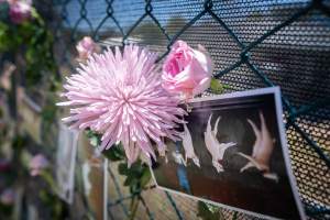 Game Meats Company Vigil 2026 - Images taken at vigil outside Game Meats Company slaughterhouse in February 2026.
- Captured at Game Meats Company Slaughterhouse, Eurobin VIC Australia.