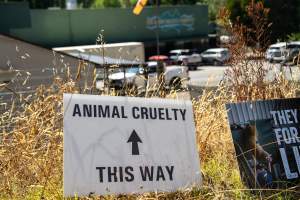 Game Meats Company Vigil 2026 - Images taken at vigil outside Game Meats Company slaughterhouse in February 2026. - Captured at Game Meats Company Slaughterhouse, Eurobin VIC Australia.