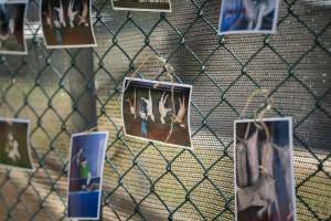Game Meats Company Vigil 2026 - Images taken at vigil outside Game Meats Company slaughterhouse in February 2026. - Captured at Game Meats Company Slaughterhouse, Eurobin VIC Australia.