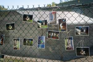 Game Meats Company Vigil 2026 - Images taken at vigil outside Game Meats Company slaughterhouse in February 2026. - Captured at Game Meats Company Slaughterhouse, Eurobin VIC Australia.