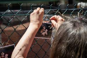 Game Meats Company Vigil 2026 - Images taken at vigil outside Game Meats Company slaughterhouse in February 2026. - Captured at Game Meats Company Slaughterhouse, Eurobin VIC Australia.