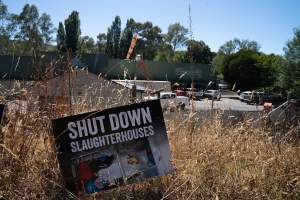 Game Meats Company Vigil 2026 - Images taken at vigil outside Game Meats Company slaughterhouse in February 2026. - Captured at Game Meats Company Slaughterhouse, Eurobin VIC Australia.