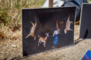 Game Meats Company Vigil 2026 - Images taken at vigil outside Game Meats Company slaughterhouse in February 2026. - Captured at Game Meats Company Slaughterhouse, Eurobin VIC Australia.