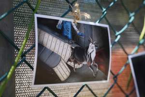 Game Meats Company Vigil 2026 - Images taken at vigil outside Game Meats Company slaughterhouse in February 2026. - Captured at Game Meats Company Slaughterhouse, Eurobin VIC Australia.