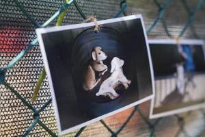 Game Meats Company Vigil 2026 - Images taken at vigil outside Game Meats Company slaughterhouse in February 2026. - Captured at Game Meats Company Slaughterhouse, Eurobin VIC Australia.