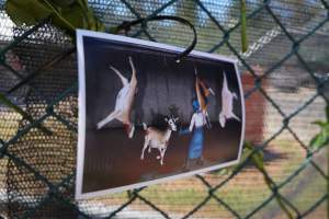 Game Meats Company Vigil 2026 - Images taken at vigil outside Game Meats Company slaughterhouse in February 2026. - Captured at Game Meats Company Slaughterhouse, Eurobin VIC Australia.