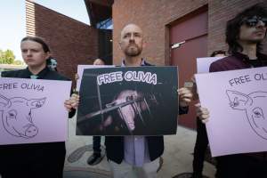 Free Olivia - 5 February 2026 - Images taken of supporters outside the Bendigo Magistrates' Court. The magistrate dismissed all charges against the man responsible for the r*pe of Olivia, a sow from Midland Bacon piggery. - Captured at Midland Bacon, Carag Carag VIC Australia.