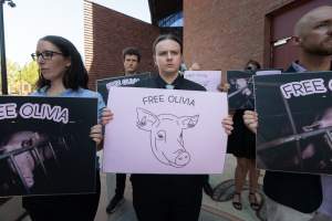 Free Olivia - 5 February 2026 - Images taken of supporters outside the Bendigo Magistrates' Court. The magistrate dismissed all charges against the man responsible for the r*pe of Olivia, a sow from Midland Bacon piggery. - Captured at Midland Bacon, Carag Carag VIC Australia.