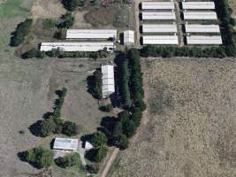 Captured at Golden Duck Farm, Cororooke VIC Australia.