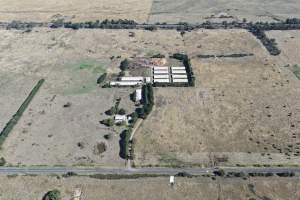 Captured at Golden Duck Farm, Cororooke VIC Australia.