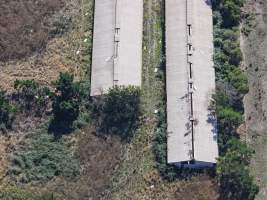 Captured at Golden Duck Farm, Cororooke VIC Australia.