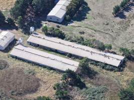 Captured at Golden Duck Farm, Cororooke VIC Australia.