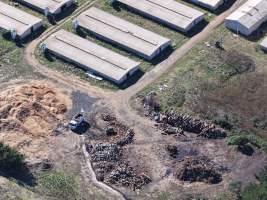 Captured at Golden Duck Farm, Cororooke VIC Australia.