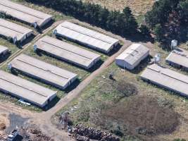 Captured at Golden Duck Farm, Cororooke VIC Australia.