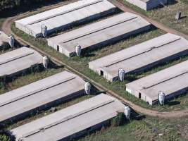 Captured at Golden Duck Farm, Cororooke VIC Australia.