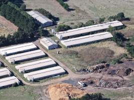 Captured at Golden Duck Farm, Cororooke VIC Australia.