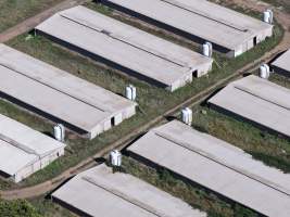 Captured at Golden Duck Farm, Cororooke VIC Australia.