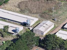 Captured at Golden Duck Farm, Cororooke VIC Australia.