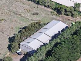 Captured at Golden Duck Farm, Cororooke VIC Australia.