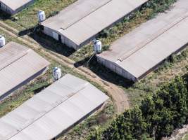 Captured at Golden Duck Farm, Cororooke VIC Australia.