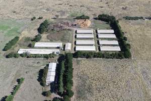 Captured at Golden Duck Farm, Cororooke VIC Australia.