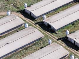 Captured at Golden Duck Farm, Cororooke VIC Australia.