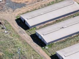 Captured at Golden Duck Farm, Cororooke VIC Australia.