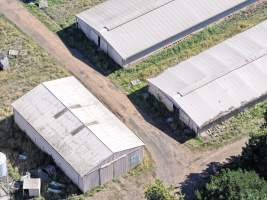 Captured at Golden Duck Farm, Cororooke VIC Australia.