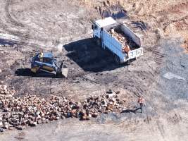 Captured at Golden Duck Farm, Cororooke VIC Australia.