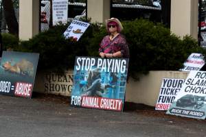 Protest outside of Queanbeyan Rodeo - Photos taken at a protest organised by Animal Liberation ACT and Animal Defenders Office outside of Queanbeyan Rodeo, where animals such as horse and cattle have been seen and recorded being chased, mistreated, and tormented. - Captured at NSW.