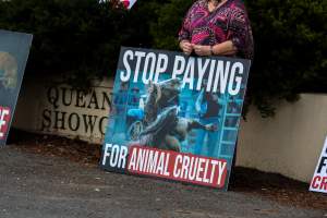 Protest outside of Queanbeyan Rodeo - Photos taken at a protest organised by Animal Liberation ACT and Animal Defenders Office outside of Queanbeyan Rodeo, where animals such as horse and cattle have been seen and recorded being chased, mistreated, and tormented. - Captured at NSW.