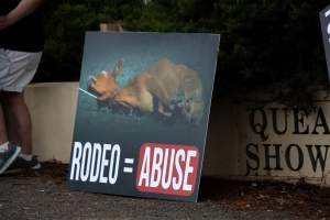 Protest outside of Queanbeyan Rodeo - Photos taken at a protest organised by Animal Liberation ACT and Animal Defenders Office outside of Queanbeyan Rodeo, where animals such as horse and cattle have been seen and recorded being chased, mistreated, and tormented. - Captured at NSW.
