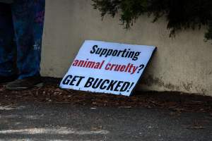 Protest outside of Queanbeyan Rodeo - Photos taken at a protest organised by Animal Liberation ACT and Animal Defenders Office outside of Queanbeyan Rodeo, where animals such as horse and cattle have been seen and recorded being chased, mistreated, and tormented. - Captured at NSW.