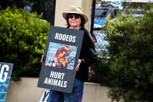 Protest outside of Queanbeyan Rodeo - Photos taken at a protest organised by Animal Liberation ACT and Animal Defenders Office outside of Queanbeyan Rodeo, where animals such as horse and cattle have been seen and recorded being chased, mistreated, and tormented. - Captured at NSW.