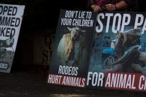 Protest outside of Queanbeyan Rodeo - Photos taken at a protest organised by Animal Liberation ACT and Animal Defenders Office outside of Queanbeyan Rodeo, where animals such as horse and cattle have been seen and recorded being chased, mistreated, and tormented. - Captured at NSW.