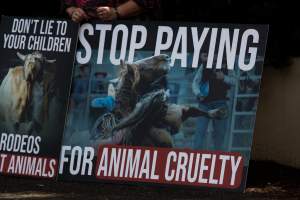 Protest outside of Queanbeyan Rodeo - Photos taken at a protest organised by Animal Liberation ACT and Animal Defenders Office outside of Queanbeyan Rodeo, where animals such as horse and cattle have been seen and recorded being chased, mistreated, and tormented. - Captured at NSW.