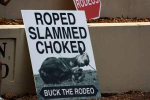 Protest outside of Queanbeyan Rodeo - Photos taken at a protest organised by Animal Liberation ACT and Animal Defenders Office outside of Queanbeyan Rodeo, where animals such as horse and cattle have been seen and recorded being chased, mistreated, and tormented. - Captured at NSW.