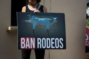 Protest outside of Queanbeyan Rodeo - Photos taken at a protest organised by Animal Liberation ACT and Animal Defenders Office outside of Queanbeyan Rodeo, where animals such as horse and cattle have been seen and recorded being chased, mistreated, and tormented. - Captured at NSW.