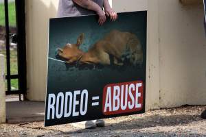 Protest outside of Queanbeyan Rodeo - Photos taken at a protest organised by Animal Liberation ACT and Animal Defenders Office outside of Queanbeyan Rodeo, where animals such as horse and cattle have been seen and recorded being chased, mistreated, and tormented. - Captured at NSW.