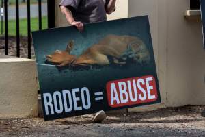 Protest outside of Queanbeyan Rodeo - Photos taken at a protest organised by Animal Liberation ACT and Animal Defenders Office outside of Queanbeyan Rodeo, where animals such as horse and cattle have been seen and recorded being chased, mistreated, and tormented. - Captured at NSW.
