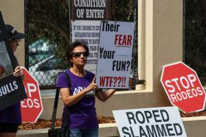 Protest outside of Queanbeyan Rodeo - Photos taken at a protest organised by Animal Liberation ACT and Animal Defenders Office outside of Queanbeyan Rodeo, where animals such as horse and cattle have been seen and recorded being chased, mistreated, and tormented. - Captured at NSW.