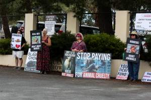Protest outside of Queanbeyan Rodeo - Photos taken at a protest organised by Animal Liberation ACT and Animal Defenders Office outside of Queanbeyan Rodeo, where animals such as horse and cattle have been seen and recorded being chased, mistreated, and tormented. - Captured at NSW.