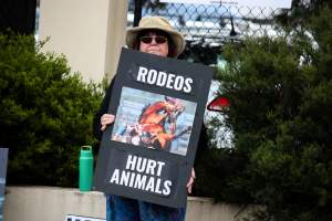 Protest outside of Queanbeyan Rodeo - Photos taken at a protest organised by Animal Liberation ACT and Animal Defenders Office outside of Queanbeyan Rodeo, where animals such as horse and cattle have been seen and recorded being chased, mistreated, and tormented. - Captured at NSW.